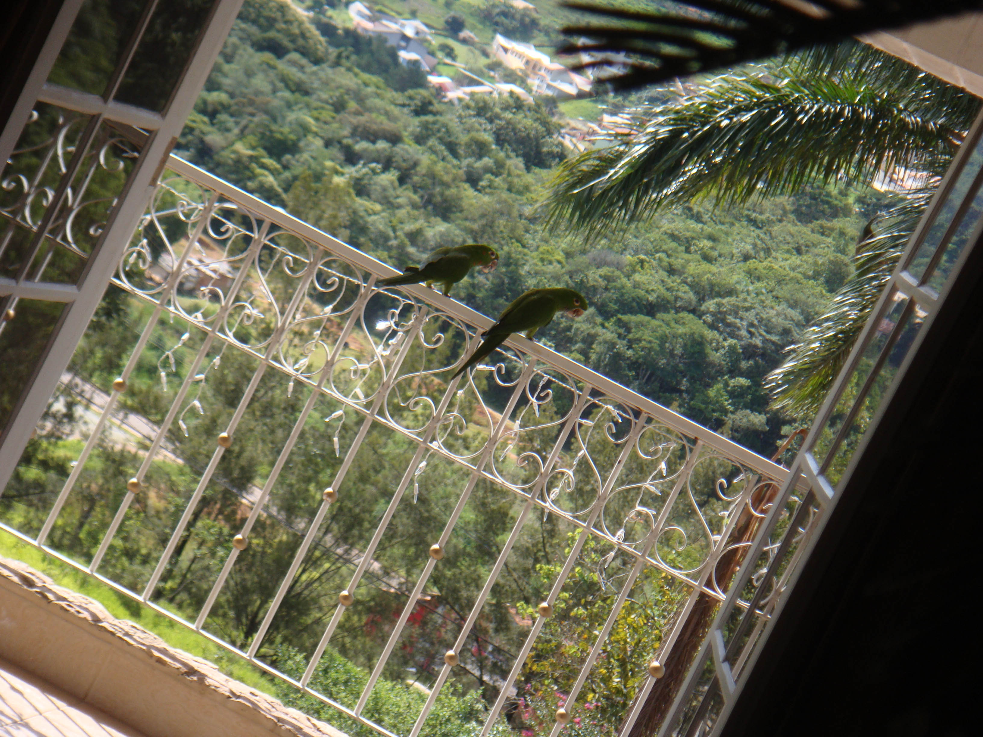 21 de novembro de 2009